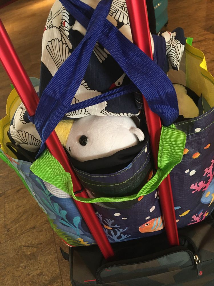 A sliver of the face of a plush seagull visible out the top of a grocery bag