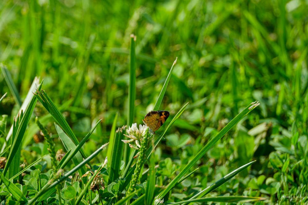 Pearl Crescent (Phyciodes tharos)