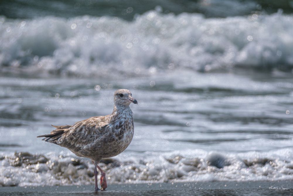 American Herring Gulls at Avalon Beach by Khürt Williams