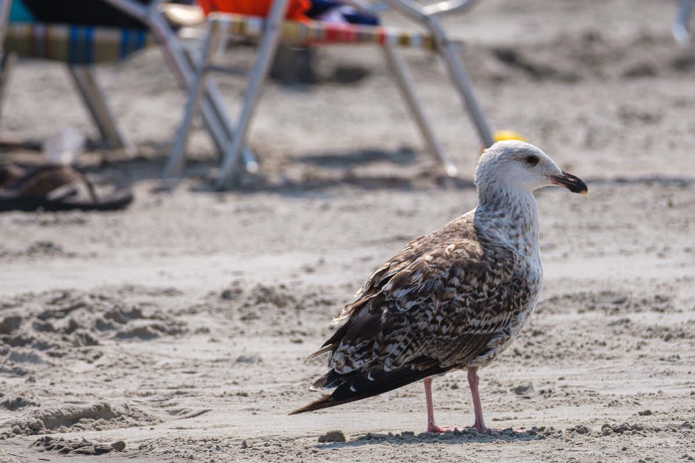 Great Black-backed Gull at Avalon Beach by Khürt Williams