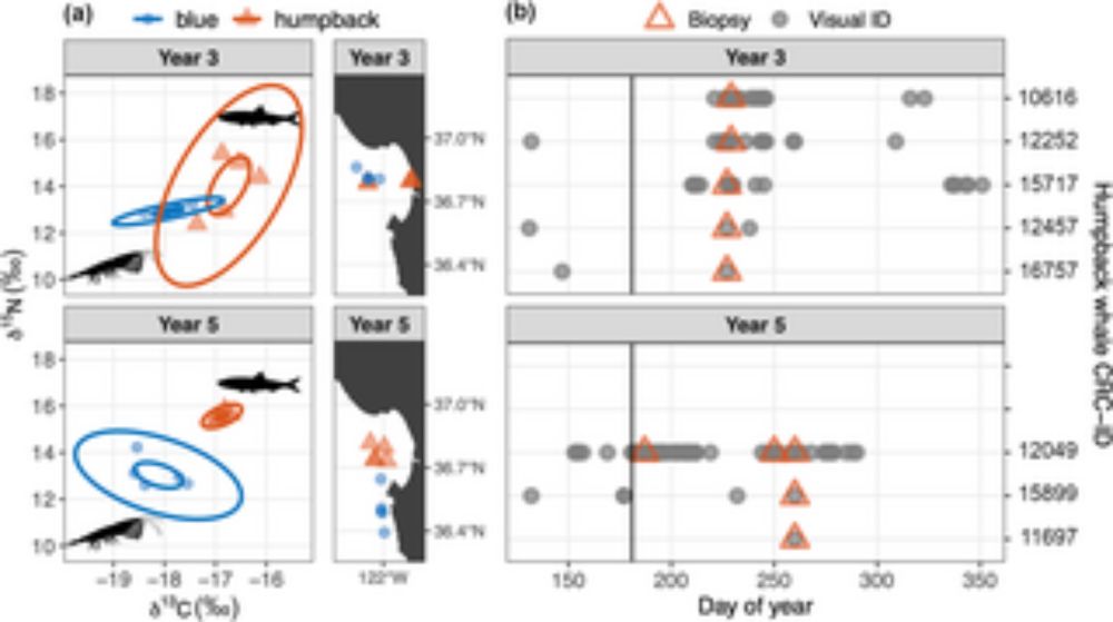 Among tremendous biodiversity within the California Current Ecosystem (CCE) are gigantic mysticetes (baleen whales) that produce structured sequences of sound described as song. From six years of pass...
