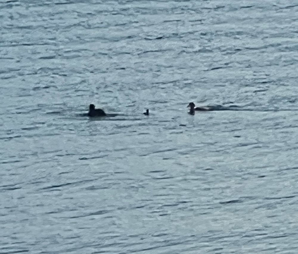 Family of loons swimming . 