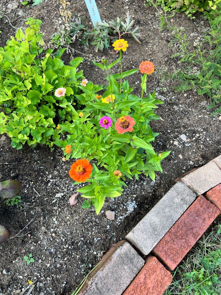Small clump of pink and orange zinnias in garden beside a brick edge and grass. 