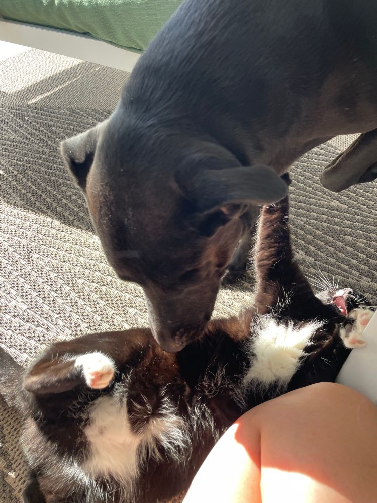 Cat is now fully on her back. Dog is sniffing her exposed stomach. 