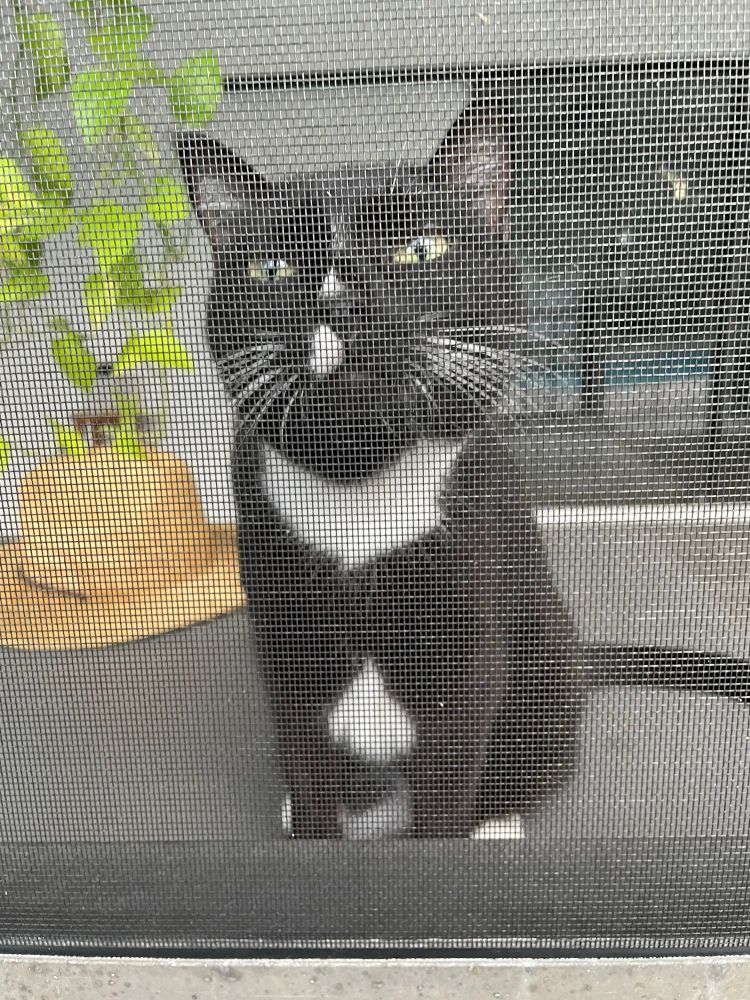 Black and white cat sitting on gray box looking through porch screen. Tan hat and green plant in background 