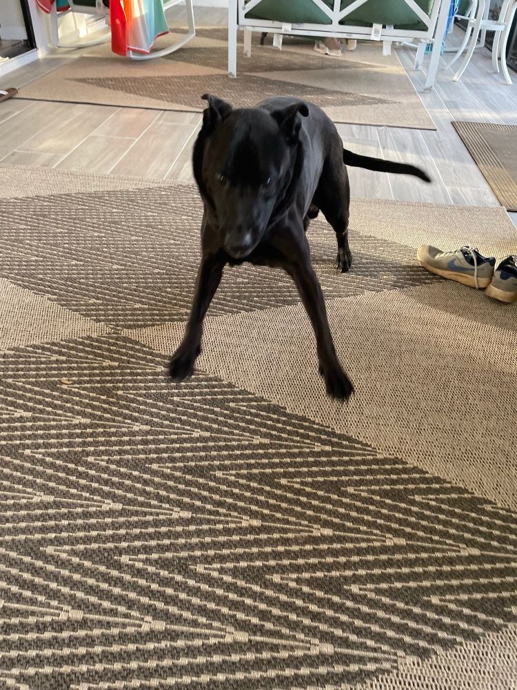 Black dog running around around being weird 