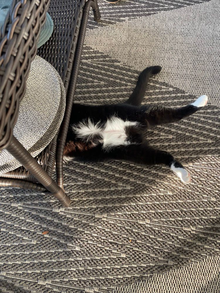 Different angle of black and white cat under a brown porch table. Just her belly down to her feet are visible 