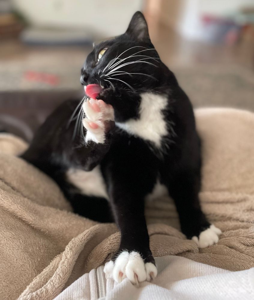 Black and white cat using moms lap as a perch while she cleans her toes 