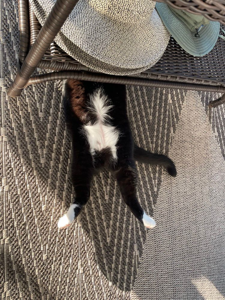 Similar photo to previous, just turned 90 degrees. Two cat legs, tail and belly peak peaking out from underneath table 