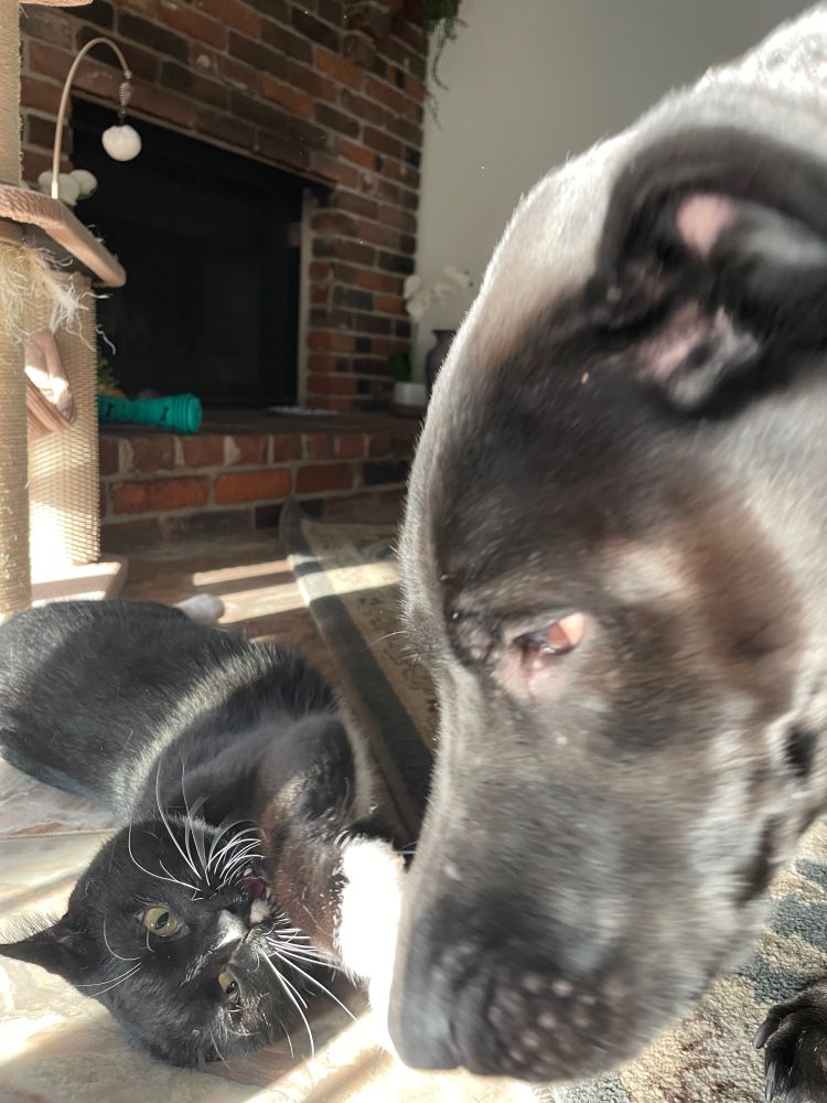 More play fighting between cat and dog