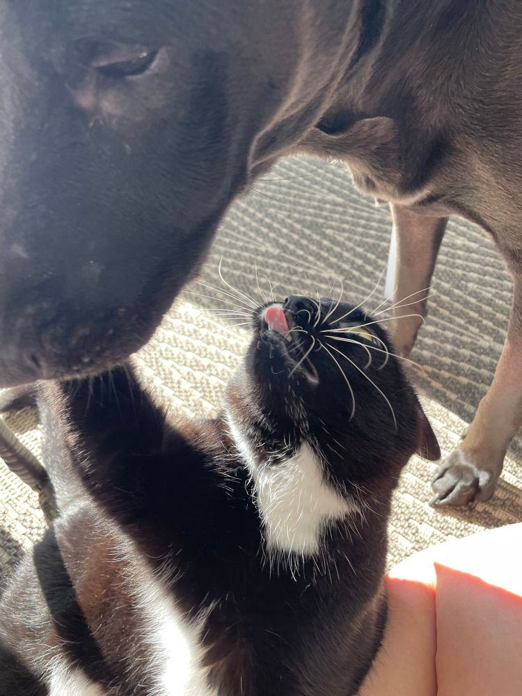 Black and white cat on her back. Her tongue is sticking out and ears are pulled back. There is a black dog leaning over her 