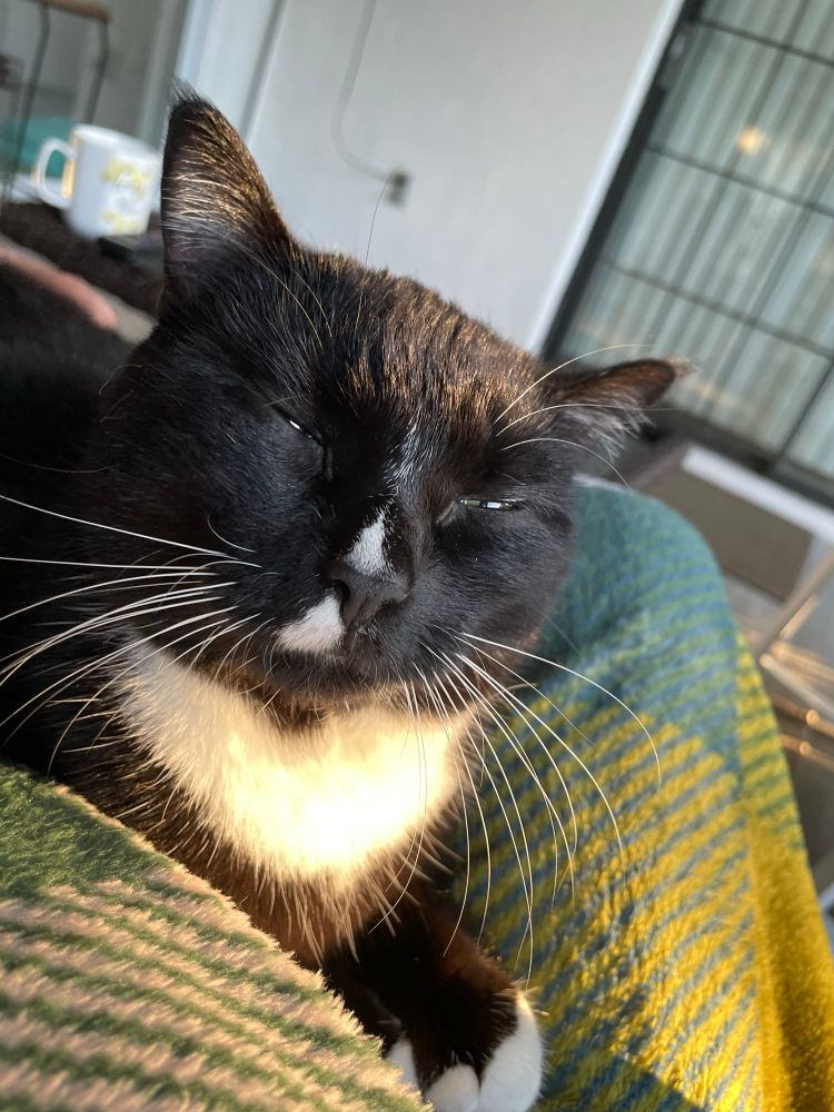 Black and white cat closeup of face. She is snuggling on a green striped blanket. The sun is shining in from the right 