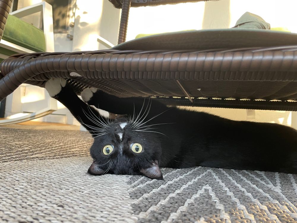 Black and white cat laying on her back underneath a brown porch table 
