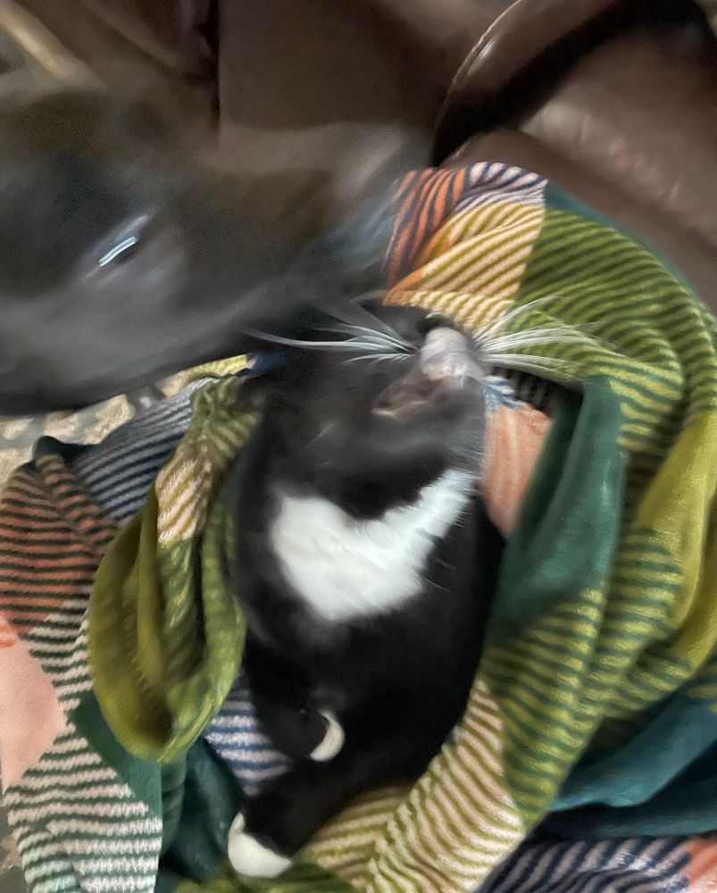 Blurry photo of same black and white cat in blanket now being disturbed by black dog brother 