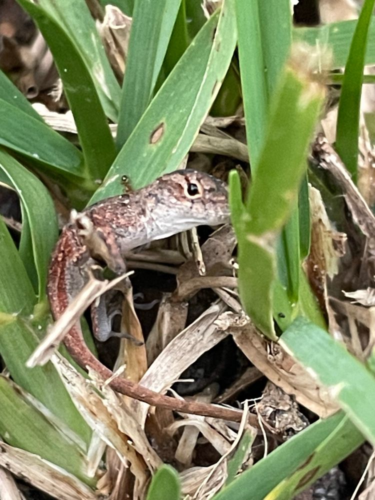 Same little tiny brown lizard wrapped around some green and brown grass blades 