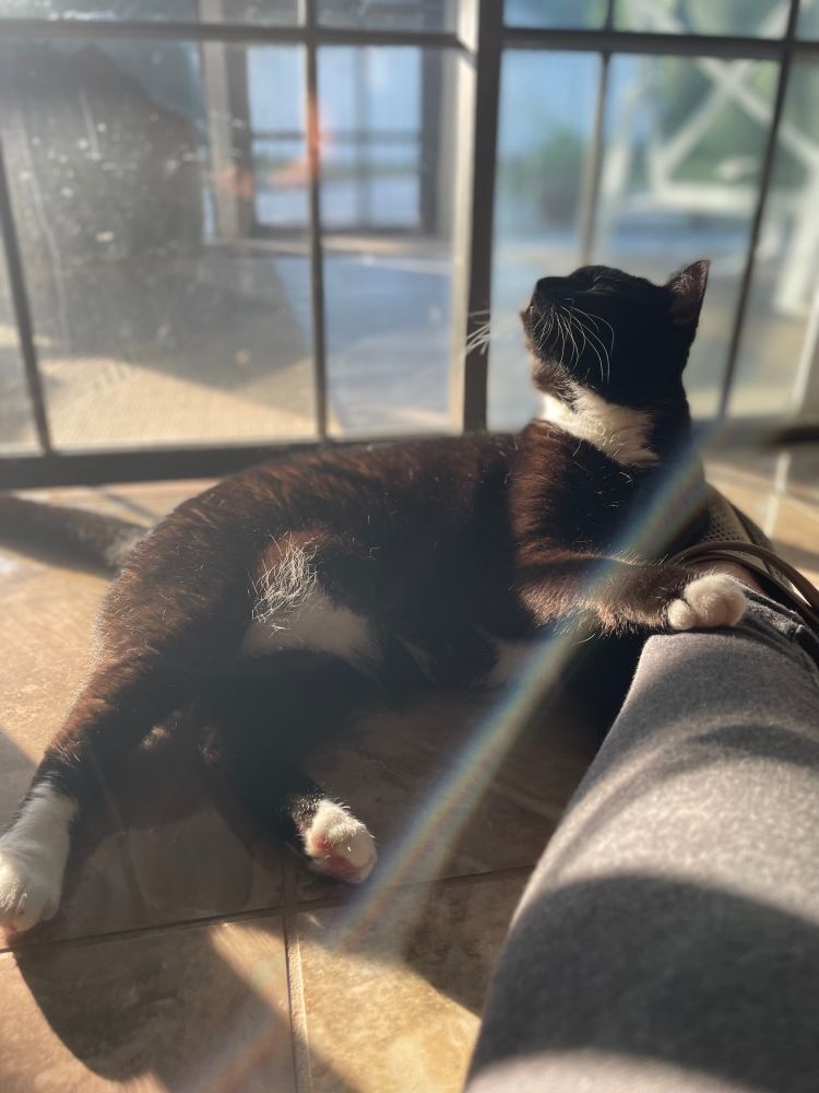 Similar picture but now cat is looking up 