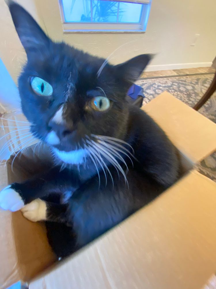 Closeup of black and white cat in a small cardboard box