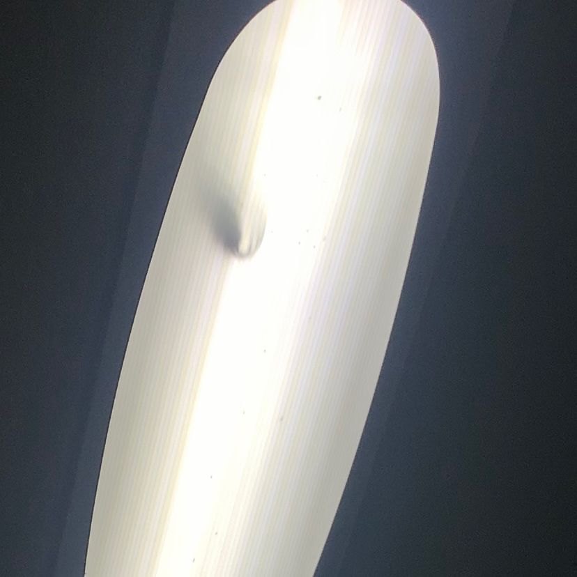 Ratto morto nel vagone del treno