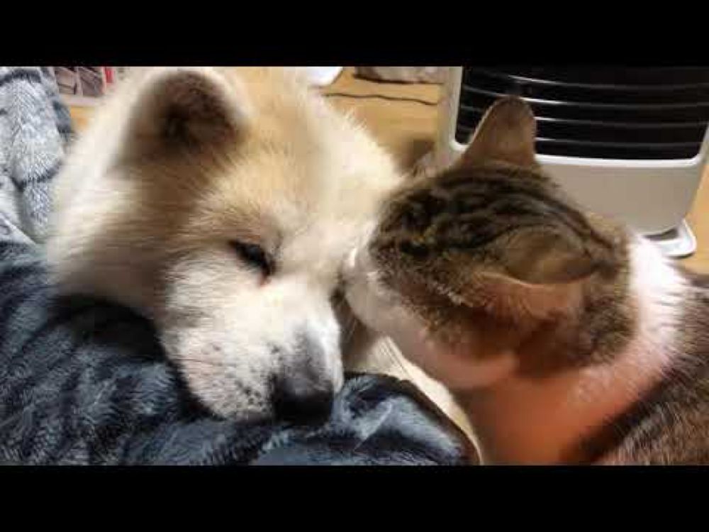 猫にナメられる犬