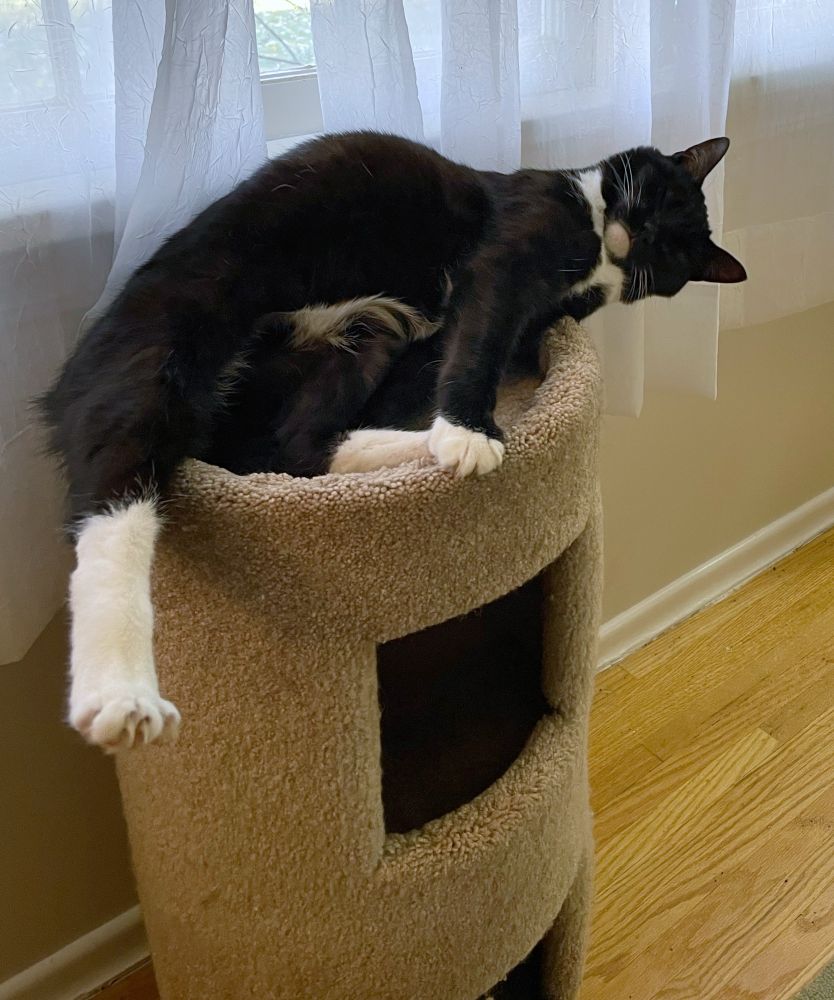 A tuxedo cat perched atop a “kitty condo” in front of a window, stretching awkwardly with eyes scrunched shut.