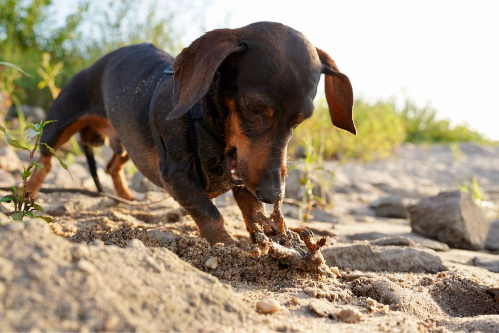 Ein Dackel spielt im Sand.