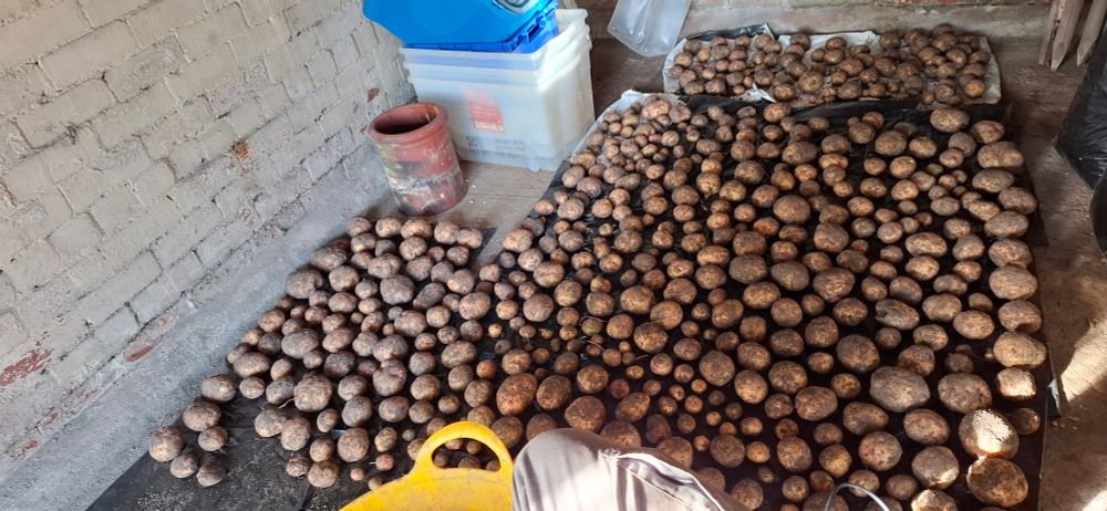 Rows of potatoes laid out on a garage floor.