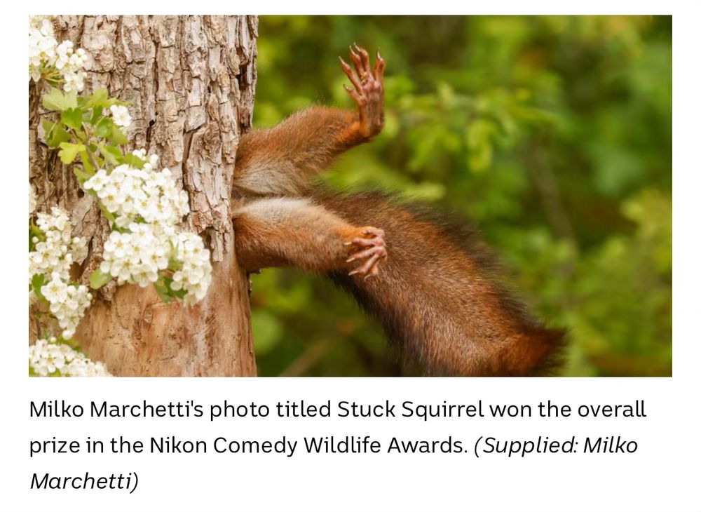 Comment image