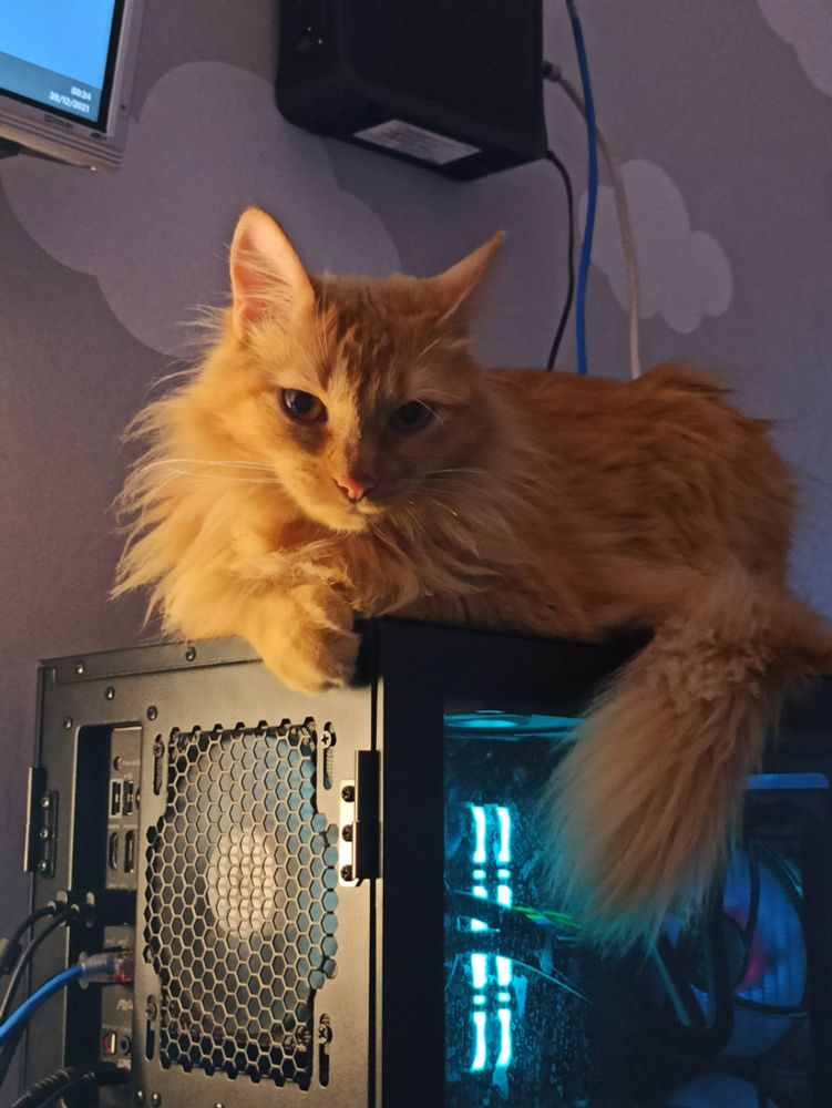 Gata amarela peluda deitada em cima de um computador de mesa