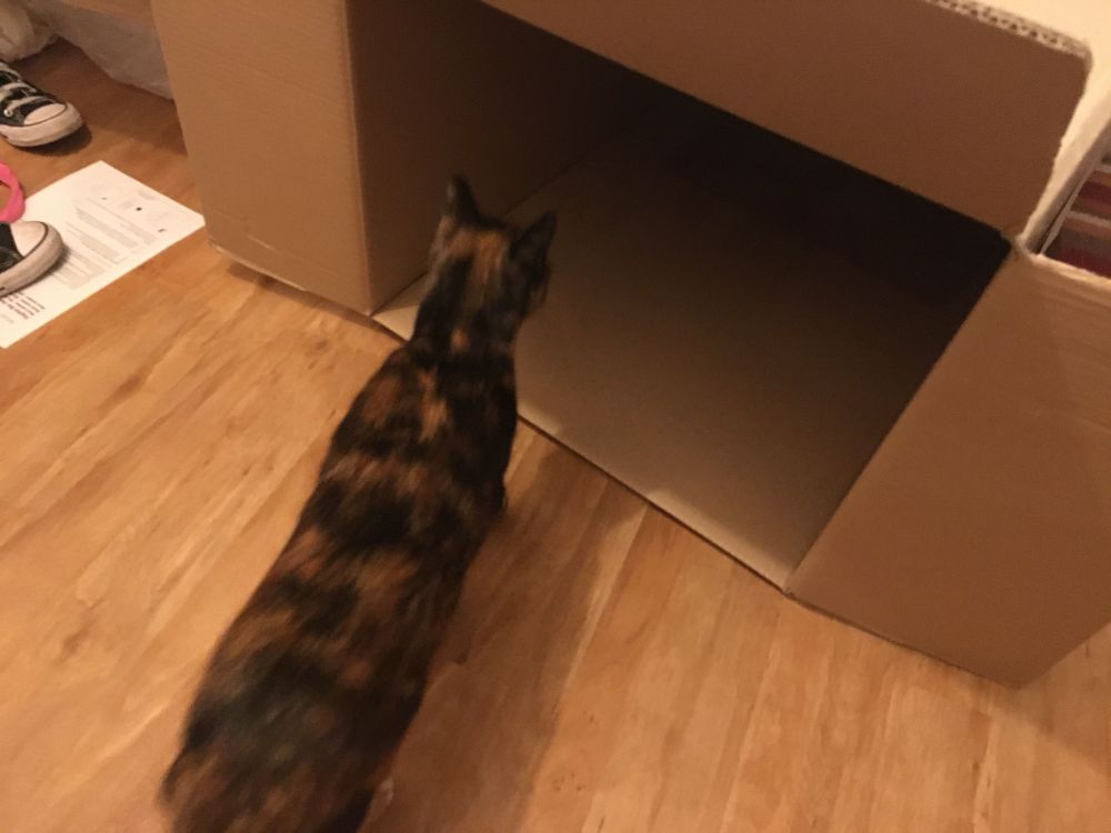 A view from above, looking down on the back of a (brown and black) tortoiseshell cat (lower centre-left) who is peering into a large cardboard box (top right) that’s lying on its side. The floor around is light brown too (sorry!)