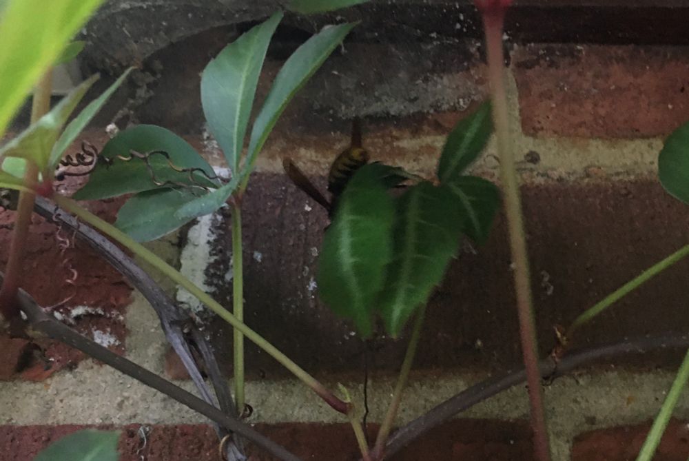 The background is a Virginia creeper growing on a brick wall (the side of my garage).Top centre, on a leaf in the shadow, is a (European) hornet. Moments later it slunk into a hole the eaves, top left. 