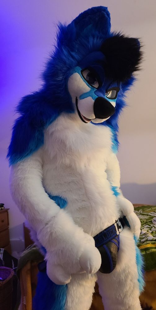 Big Blue Husky showing off his jockstrap