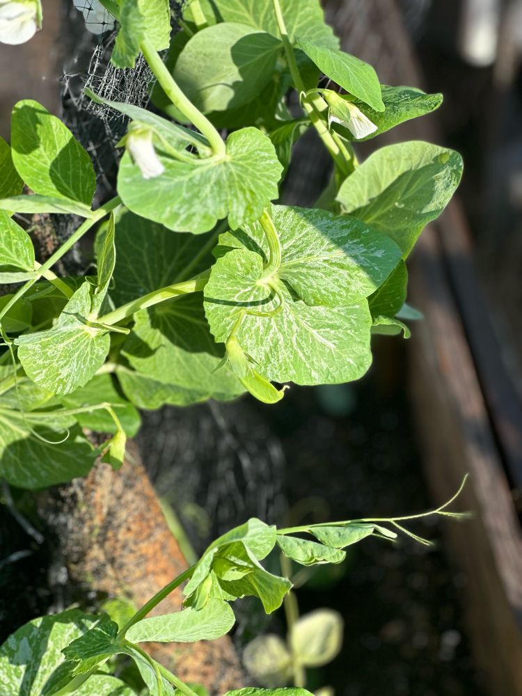 Sun shining on a young snow pea in the garden.