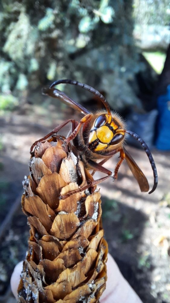 Aufnahme einer Hornisse von vorn, sie sitzt auf der Spitze eines Fichtenzapfens. Man erkennt Details des Gesichts und der Fühler.