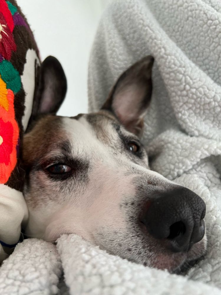 Dog pops up from some pillows and a blanket