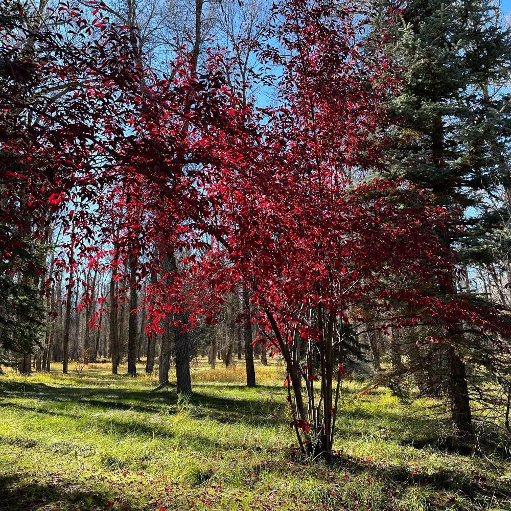 A small tree with bright red foliage against a blue sky