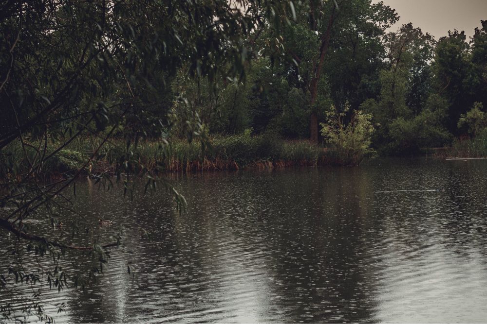 Rain on a body of water with foliage in the background