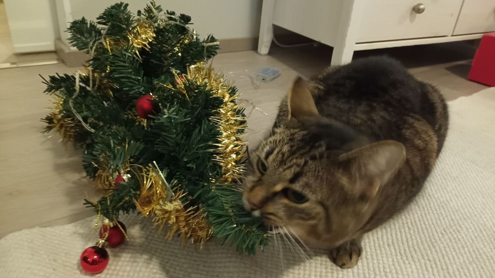 Cat chewing on what is left of the christmas tree after knocking it down.
