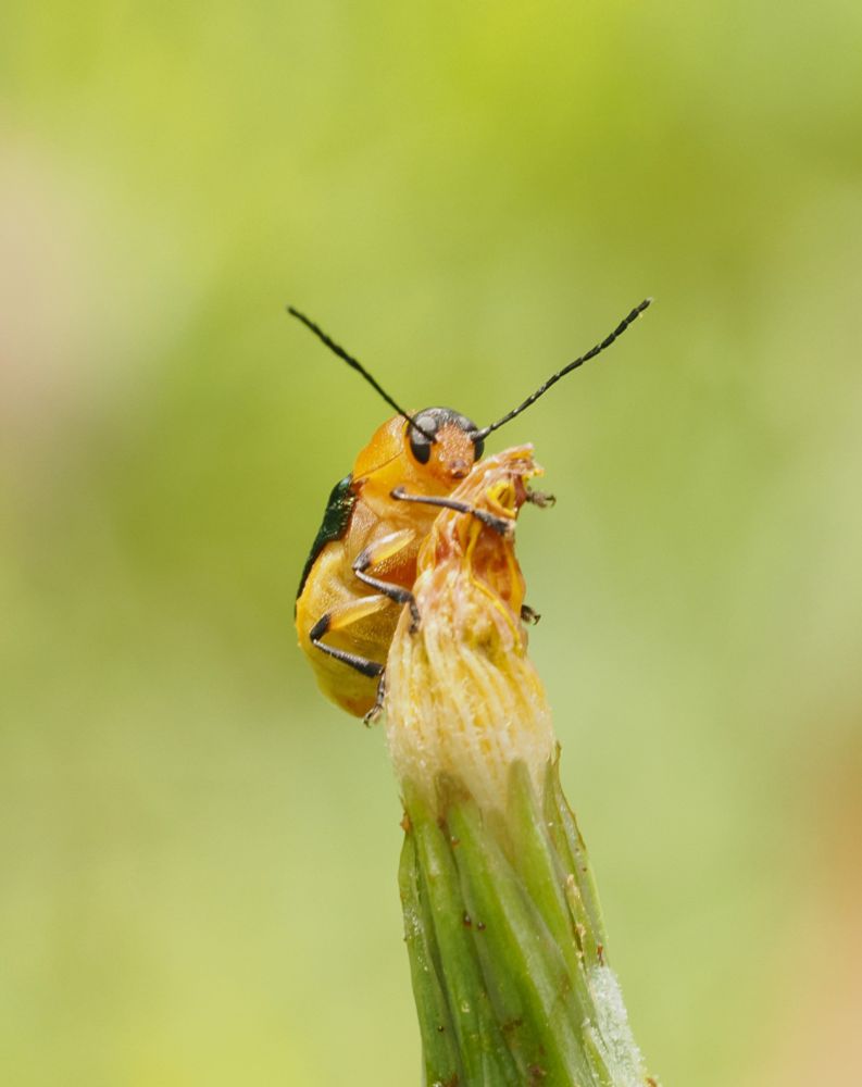 A three quarter front view of an iridescent leaf cylinder beetle sitting on the unfurled petals of a closed yellow flower. The beetle has a thick, rotund body coloured bright yellow. Its legs, antennae and oblong eyes are black, and there is a hint of its shiny carapace on its back in this photo