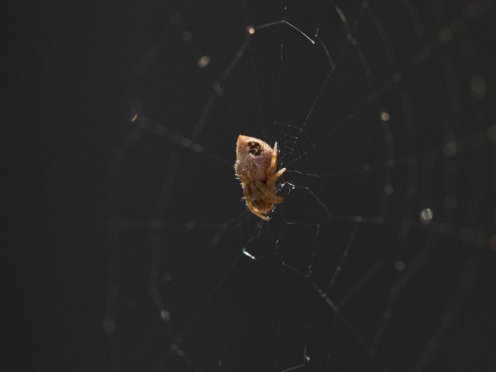 A photograph of an orbweaver sitting in the middle of its web, being backlit by bright light over a dark grey background. The spider is curled up tightly, with it's two front legs pulled close to its head, and its two back legs close to its abdomen. It has a small head compared to its big chestnut shaped abdomen. It is mostly a soft caramel colour with a dark brown spot on the side of its abdomen, which matches the other side not pictured in this photograph.
