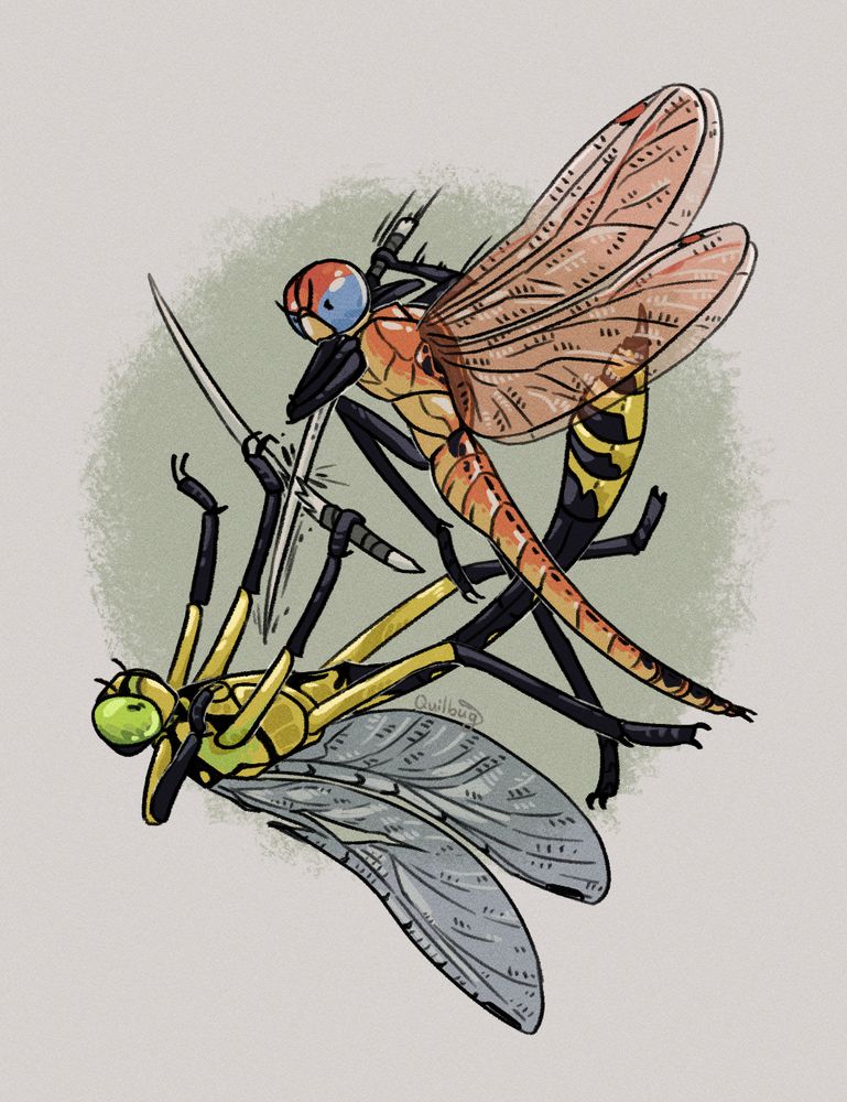 A coloured illustration of a battle between two anthro dragonflies, Orange and Stain. Stain, the yellow clubtail dragonfly, is thrown down to his back by Orange the globe skimmer. Orange's sword pierces through Stain's, shattering it, and aims to pierce through Stain's chest next. Orange has an expression of fierce determination, putting her entire body into the swing of her sword. Stain has an expression of shock, holding out his sword in a futile block and motioning with his other arms for Orange to stop.