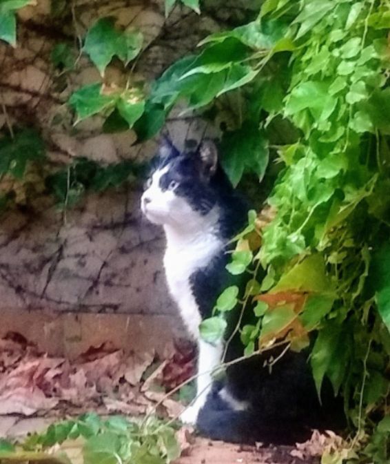 Black and white cat near a wall with ivy 