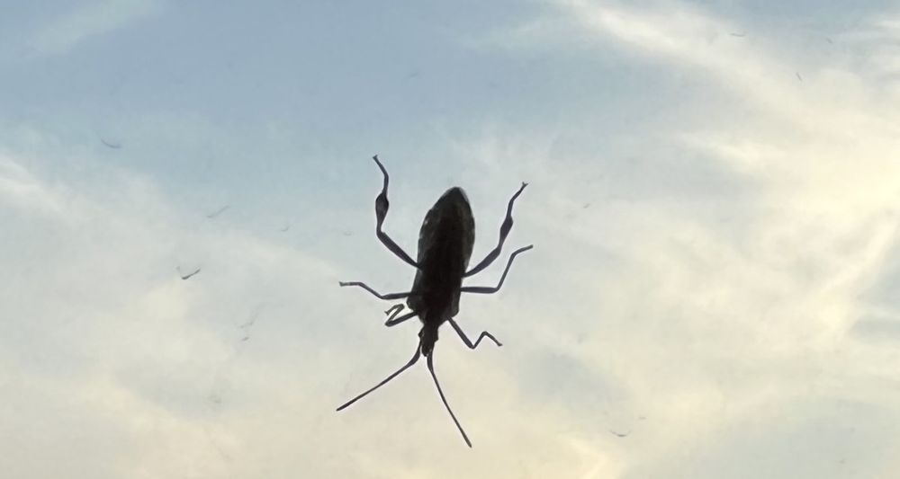 a western conifer seed bug on a window