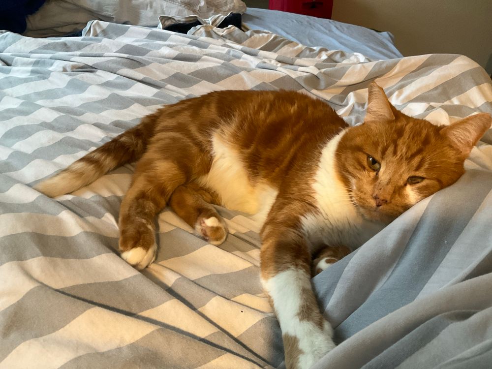 A ginger-and-white cat flopped on striped bedspread, looking at the camera with an expression that says “I dare you to move me”