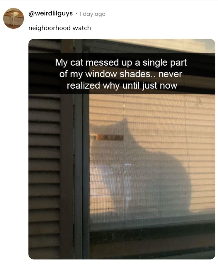 Screenshot of a social post by '@weirdlilguys' that says: 'neighborhood watch' Attached is a photo of a cat looking through broken blinds in a window. Overlay text says, 'My cat messed up a single part of my window shades.. never realized why until just now'