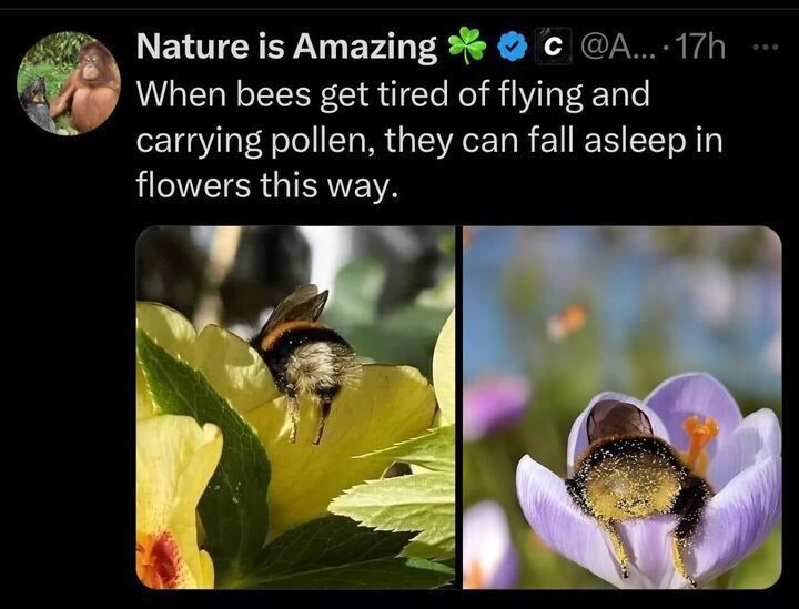 A tweet from the account "Nature is Amazing" with a shamrock emoji, stating, "When bees get tired of flying and carrying pollen, they can fall asleep in flowers this way." The tweet includes two images: the left image shows a bumblebee resting on a yellow flower, and the right image shows a bee sleeping inside a purple crocus flower with its fuzzy body covered in pollen.