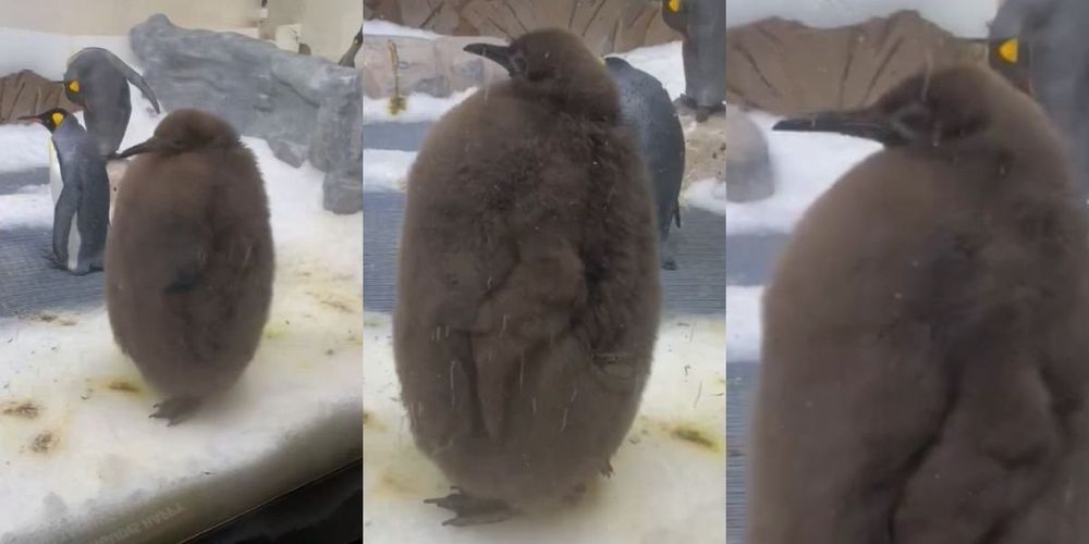 The Internet's Latest Obsession In An Absolutely Massive Baby Penguin Named Pesto