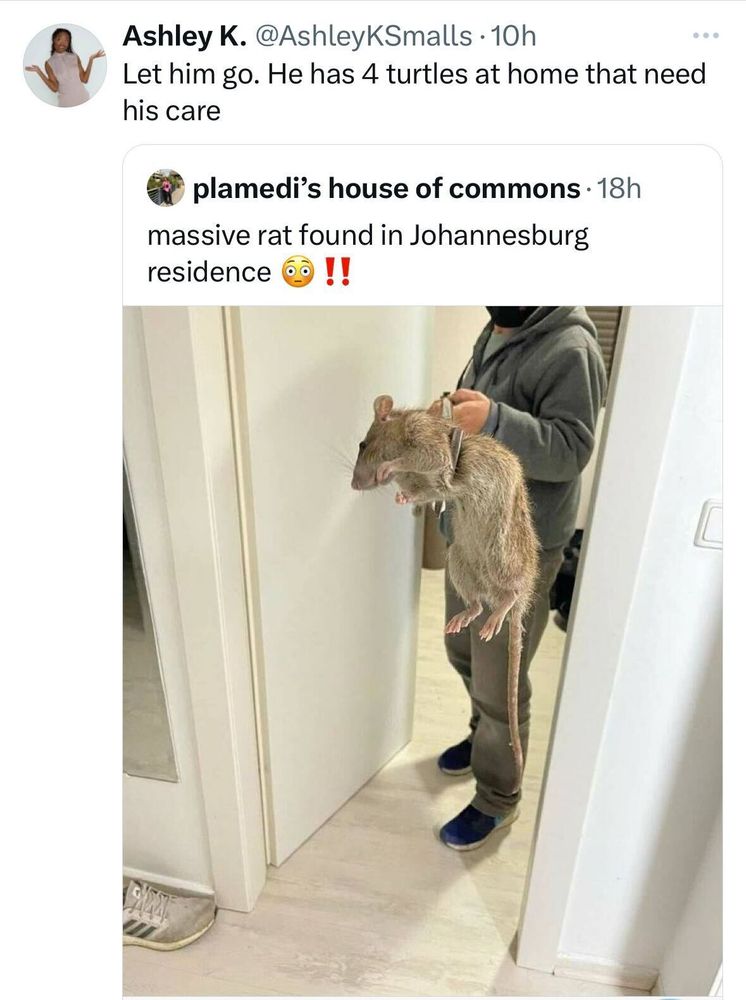 Screenshot of a social post by '@AshleyKSmalls' on the social platform 'X' that says: 'Let him go. He has 4 turtles at home that need his care'. This is a re-post of another social post that says: 'massive rat found in Johannesburg residence 😳‼️' Attached is a photo of an undeniably massive rat.