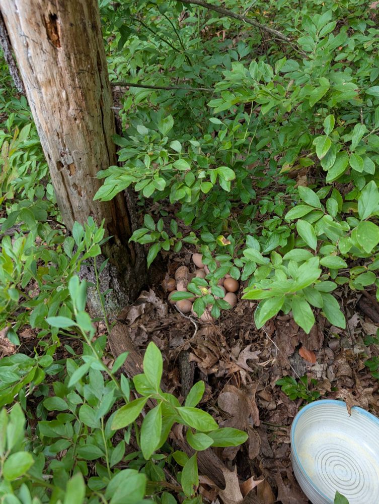 A pile of chicken eggs in the woods...