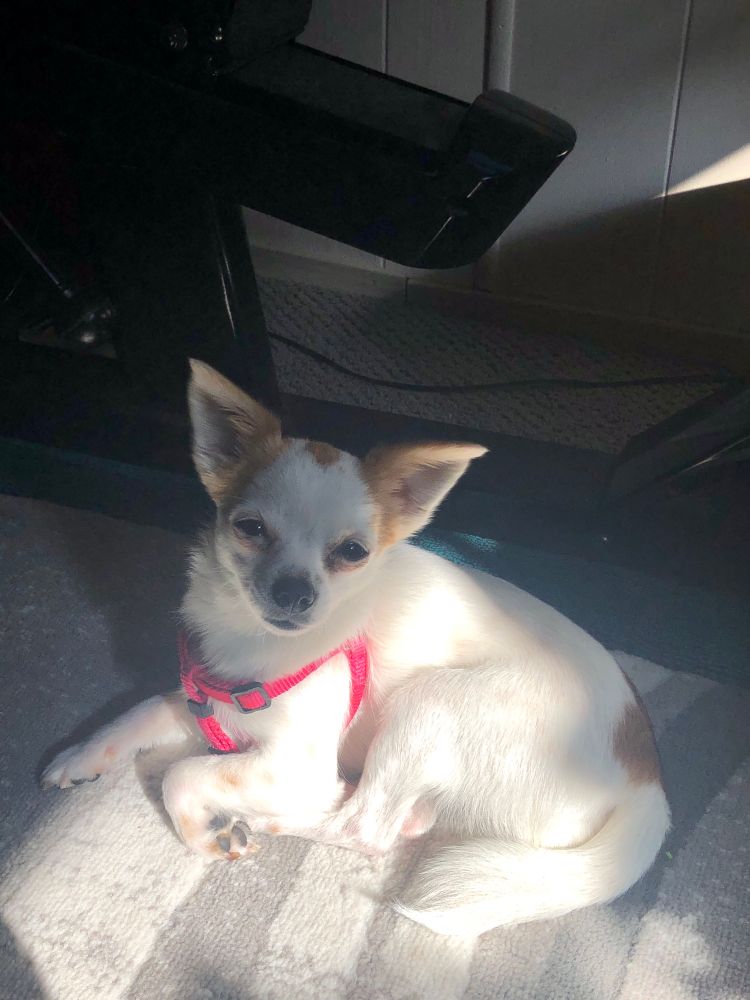 A small dog named Tootsie