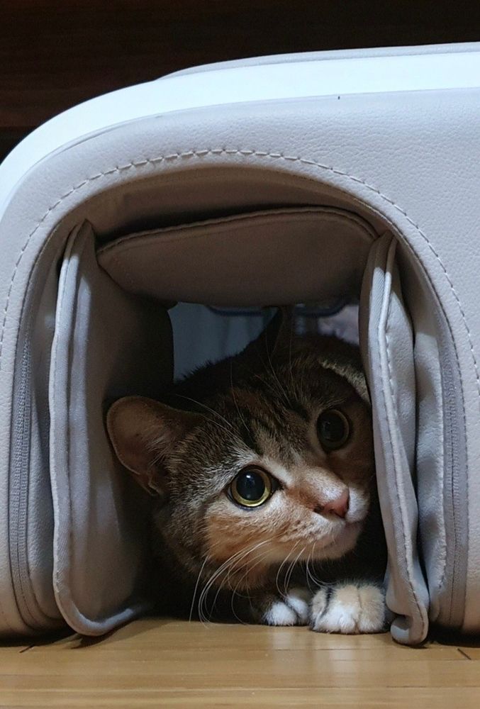 친구네 고양이 복실이